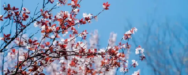 李子树什么时候嫁接