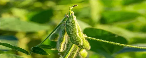 黄豆的种植技术与管理