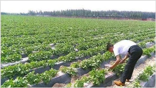 西瓜种植效益 | 养殖项目前景