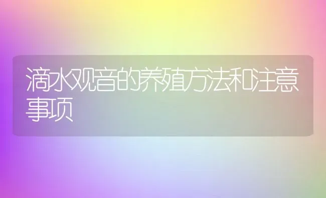 滴水观音的养殖方法和注意事项 | 养殖资料投稿