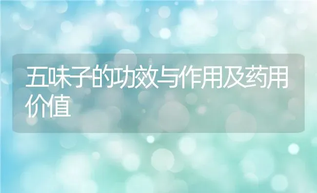 五味子的功效与作用及药用价值 | 养殖资料投稿