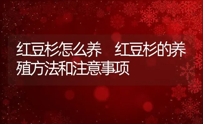 红豆杉怎么养 红豆杉的养殖方法和注意事项 | 养殖资料投稿