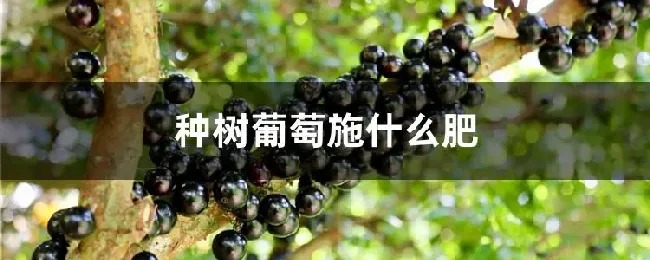 种树葡萄施什么肥