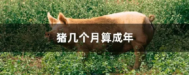 猪几个月算成年
