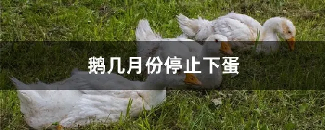 鹅几月份停止下蛋