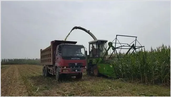 在家致富项目 | 农业养殖资讯