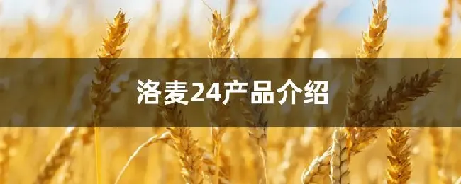 洛麦24产品介绍