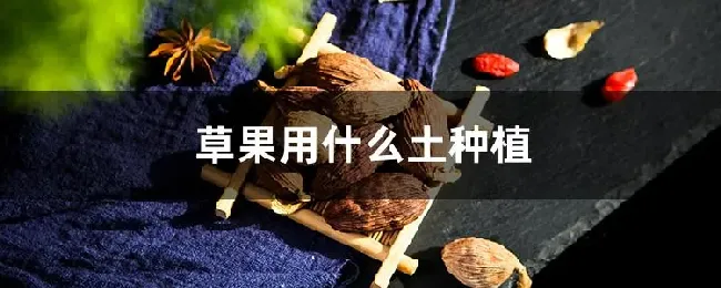 草果用什么土种植