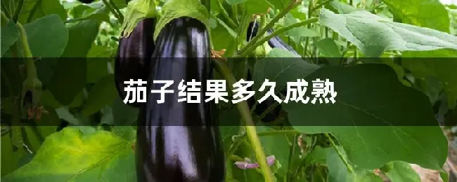 茄子结果多久成熟