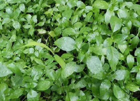 种植前景|荠菜亩产量多少斤 一亩地能产多少斤