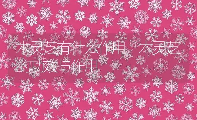 木灵芝有什么作用 木灵芝的功效与作用 | 养殖资料投稿