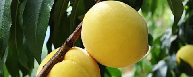 如何吃黄桃需要削皮吗？