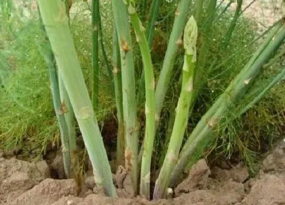 种植前景|芦笋种植条件 适宜种植地区要求