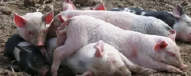 猪吃粪便是什么原因如何治疗