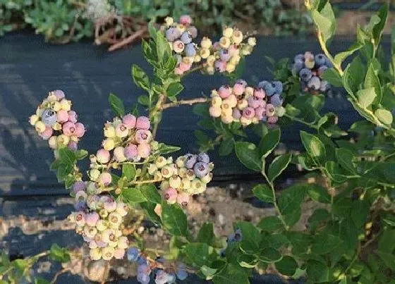 种植前景|湖南可以种蓝莓树吗