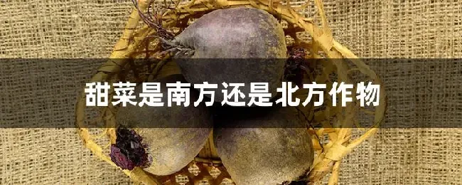 甜菜是南方还是北方作物
