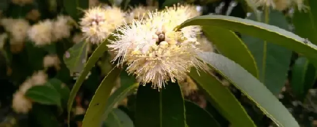 野桂花什么时候开花？