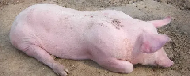 母猪死胎在肚子里多久能化