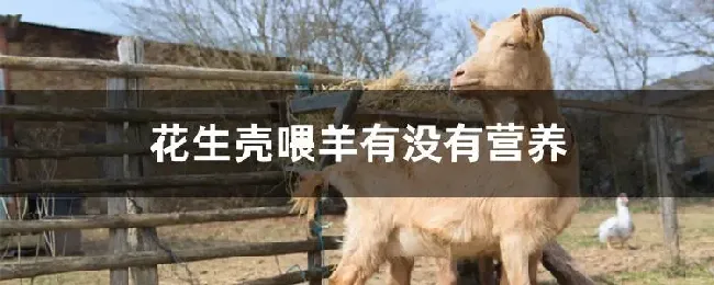 花生壳喂羊有没有营养