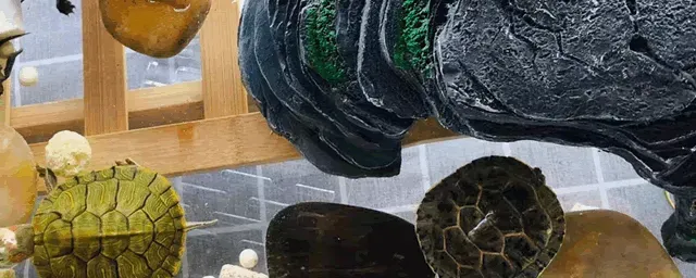 巴西龟吃什么食物