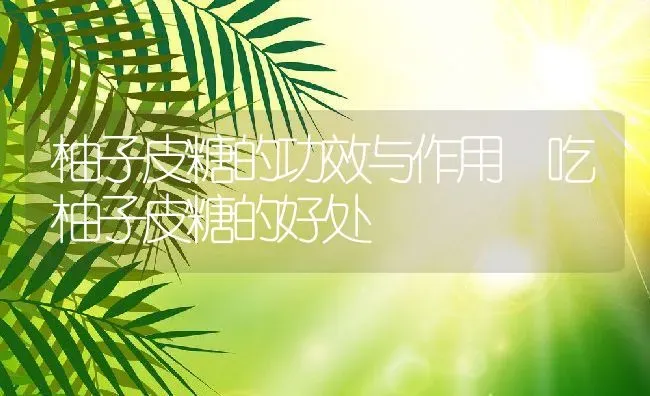 柚子皮糖的功效与作用 吃柚子皮糖的好处 | 养殖资料投稿