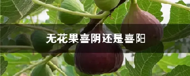 无花果喜阴还是喜阳