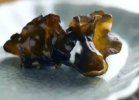 种植前景|木耳种植条件 对生长环境要求