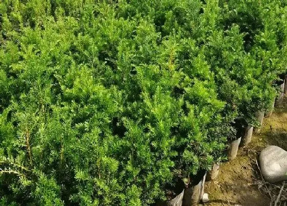 种植前景|种植红豆杉赚钱吗 种植利润如何