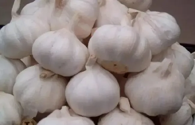 紫皮大蒜和白皮大蒜区别，哪个好吃营养好