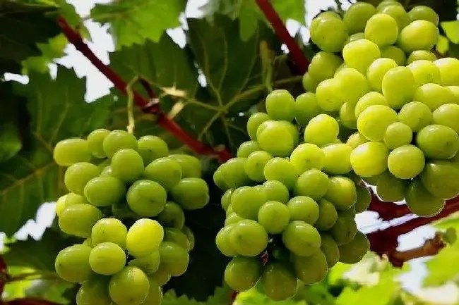 种植前景|阳光玫瑰葡萄从每斤300元跌至10元 未来市场行情