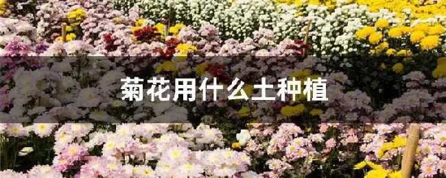 菊花用什么土种植