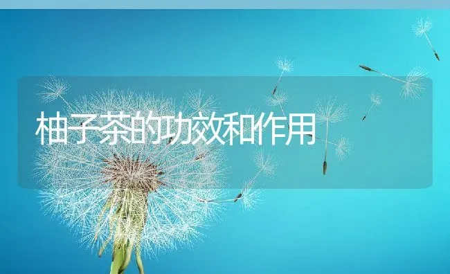 柚子茶的功效和作用 | 养殖资料投稿
