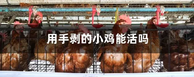 用手剥的小鸡能活吗