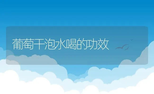 葡萄干泡水喝的功效 | 养殖资料投稿
