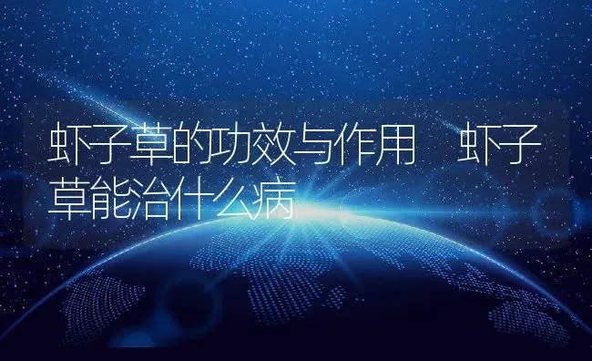 虾子草的功效与作用 虾子草能治什么病 | 养殖资料投稿
