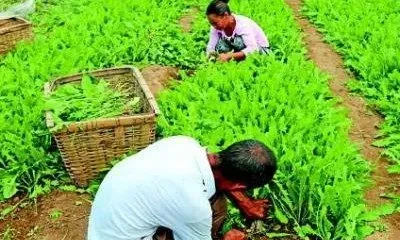 蒲公英如何种植 蒲公英种植方法和时间