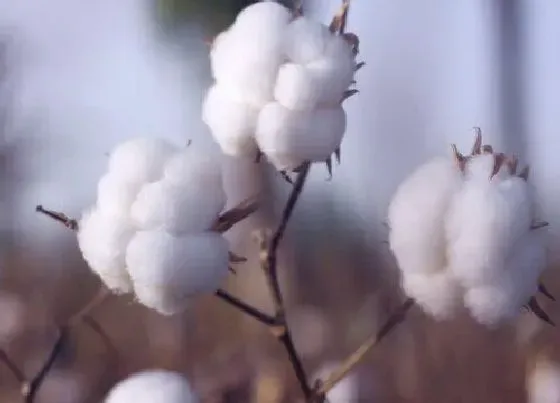 种植前景|长绒棉种植条件 生长的自然条件