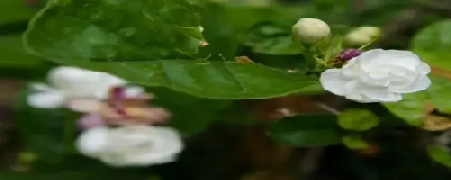 茉莉花怎么浇水