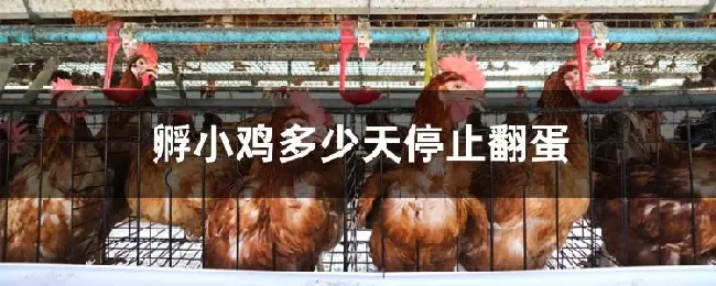 孵小鸡多少天停止翻蛋