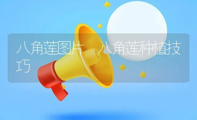 八角莲图片 八角莲种植技巧 | 养殖资料投稿