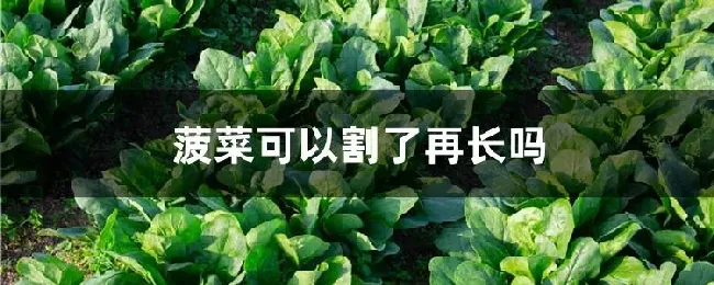 菠菜可以割了再长吗