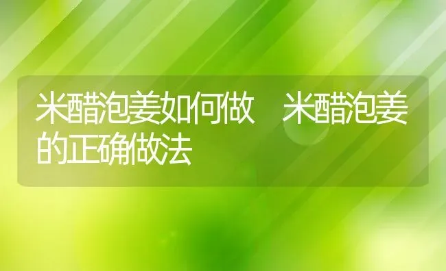 米醋泡姜如何做 米醋泡姜的正确做法 | 养殖资料投稿