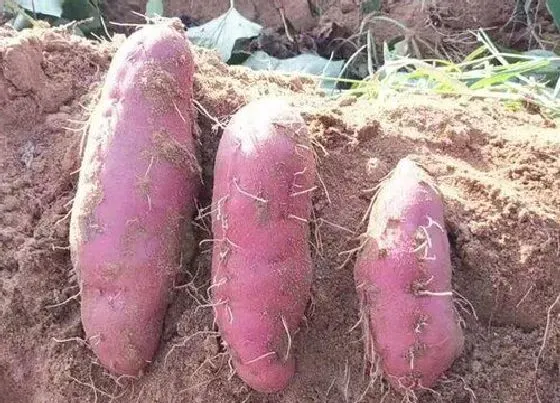 种植前景|红薯什么时候收获最好 采收时间