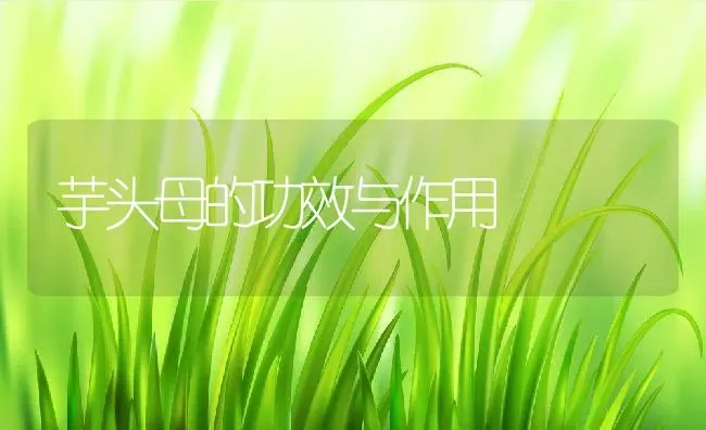 芋头母的功效与作用 | 养殖资料投稿