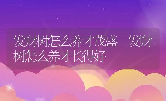 发财树怎么养才茂盛 发财树怎么养才长得好 | 养殖资料投稿