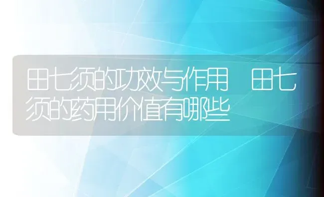 田七须的功效与作用 田七须的药用价值有哪些 | 养殖资料投稿