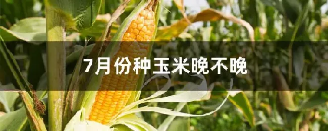 7月份种玉米晚不晚