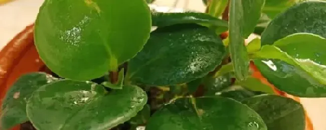 豆瓣绿怎么浇水