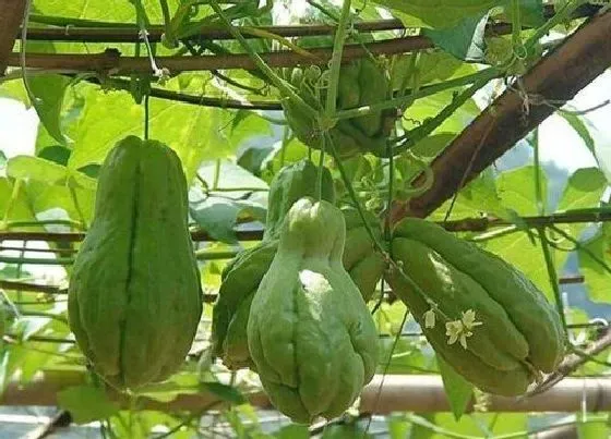 种植前景|佛手瓜产量高吗 亩产量多少