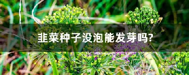 韭菜种子没泡能发芽吗?